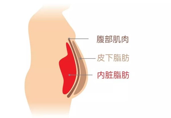 leyu.樂(lè)魚(yú)體育為您講解:內(nèi)臟脂肪要怎么減